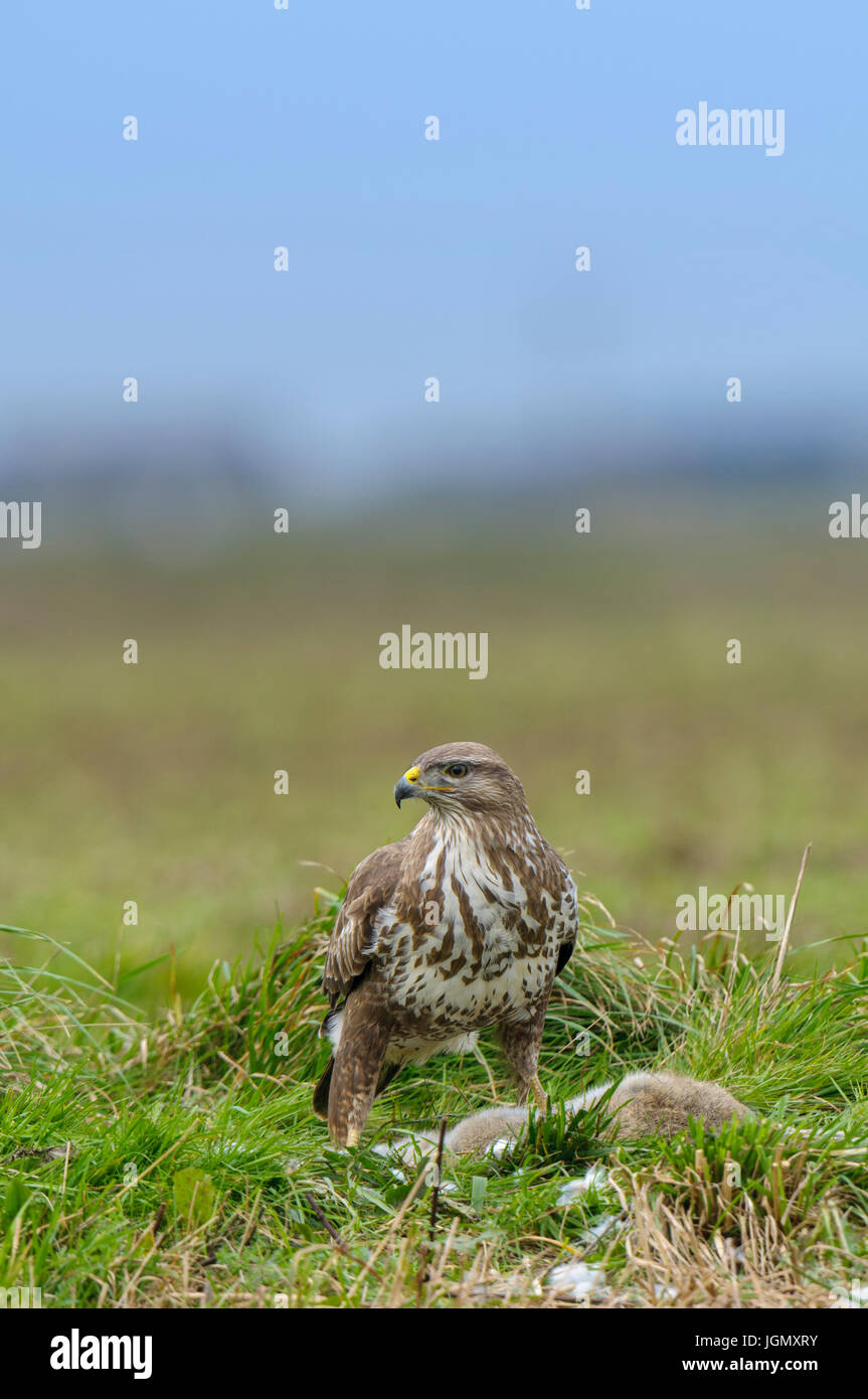 Un adulto comune poiana (Buteo buteo) con coniglio preda su terreno coltivato sull'Isola di Sheppey, Kent. Dicembre. Foto Stock