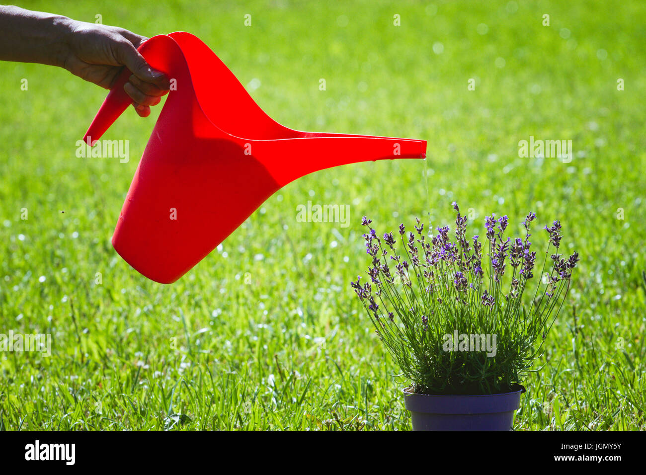 Donna di mano azienda red annaffiatoio irrigazione e vaso di fiori di lavanda. Foto Stock