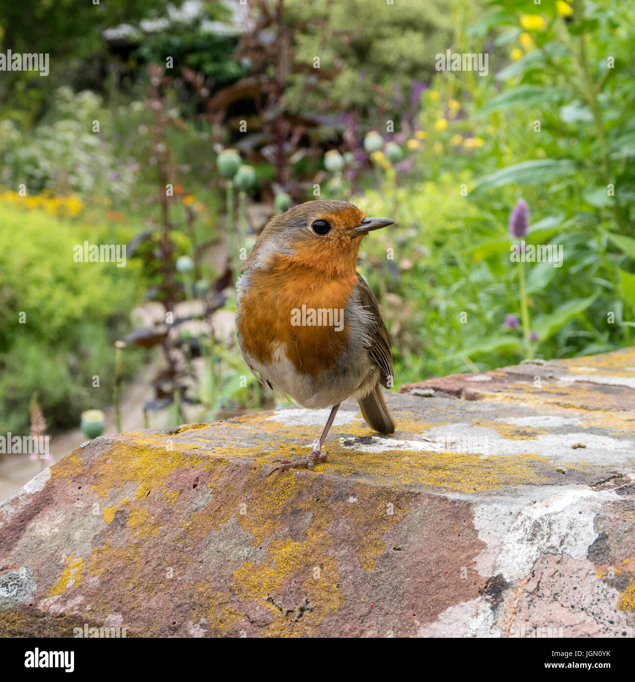 Un robin bird in piedi su una gamba. Erithacus rubecula Foto Stock