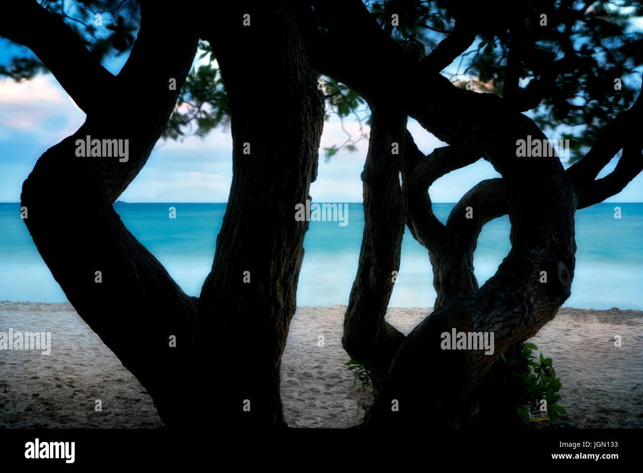 Alberi intrecciati e oceano a Kalama Beach Park. Oahu, Hawaii Foto Stock