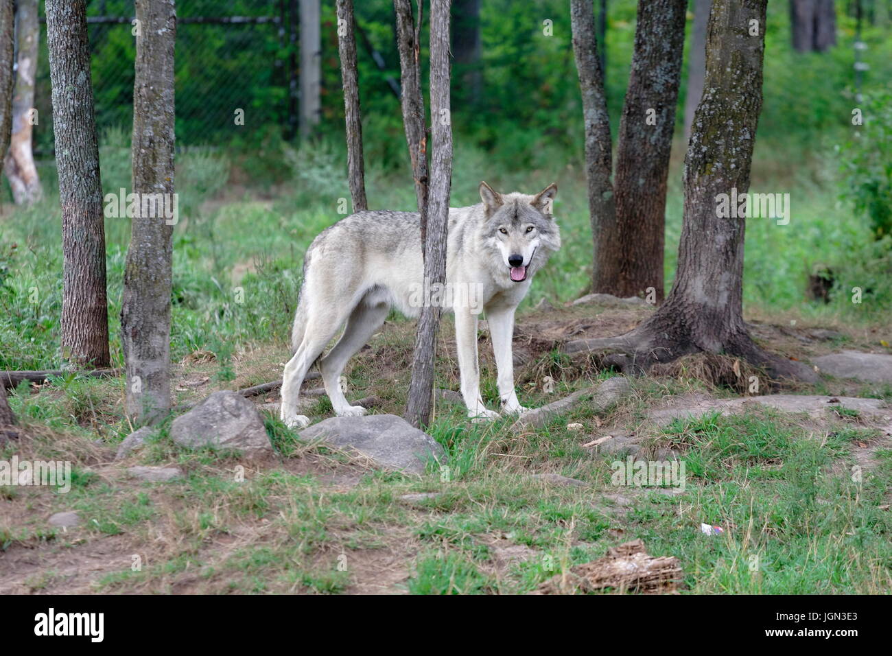 Lupo in corrispondenza del bordo di una foresta Foto Stock