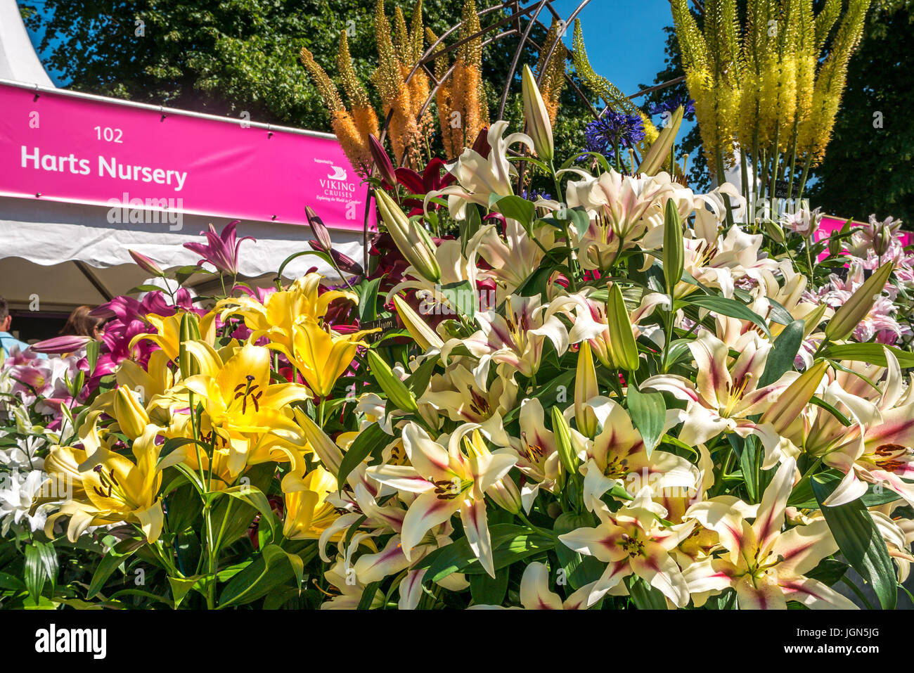 Mostra Lily Flower e stand by Harts Nursery, RHS Hampton Court Flower Show, Londra, Inghilterra, Regno Unito Foto Stock
