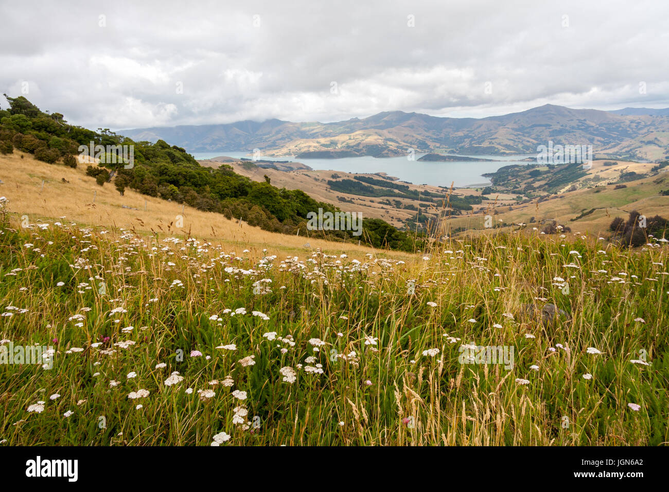 Vista su un prato con fiori selvatici al porto naturale di Akaroa, Nuova Zelanda Foto Stock