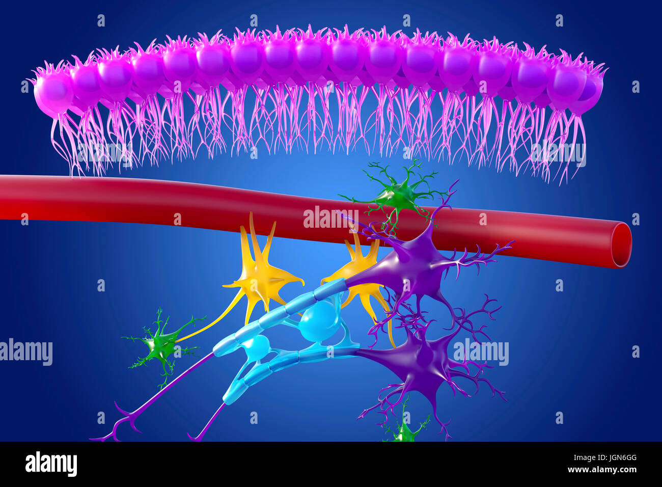 Cervello il tessuto nervoso, illustrazione. Visto qui sono cellule ependimali (rosa), un capillare (rosso), astrociti (verdi), cellule microgliali (giallo) e due cellule nervose (viola scuro) con guaine mieliniche (luce blu) sulla loro assoni. Foto Stock