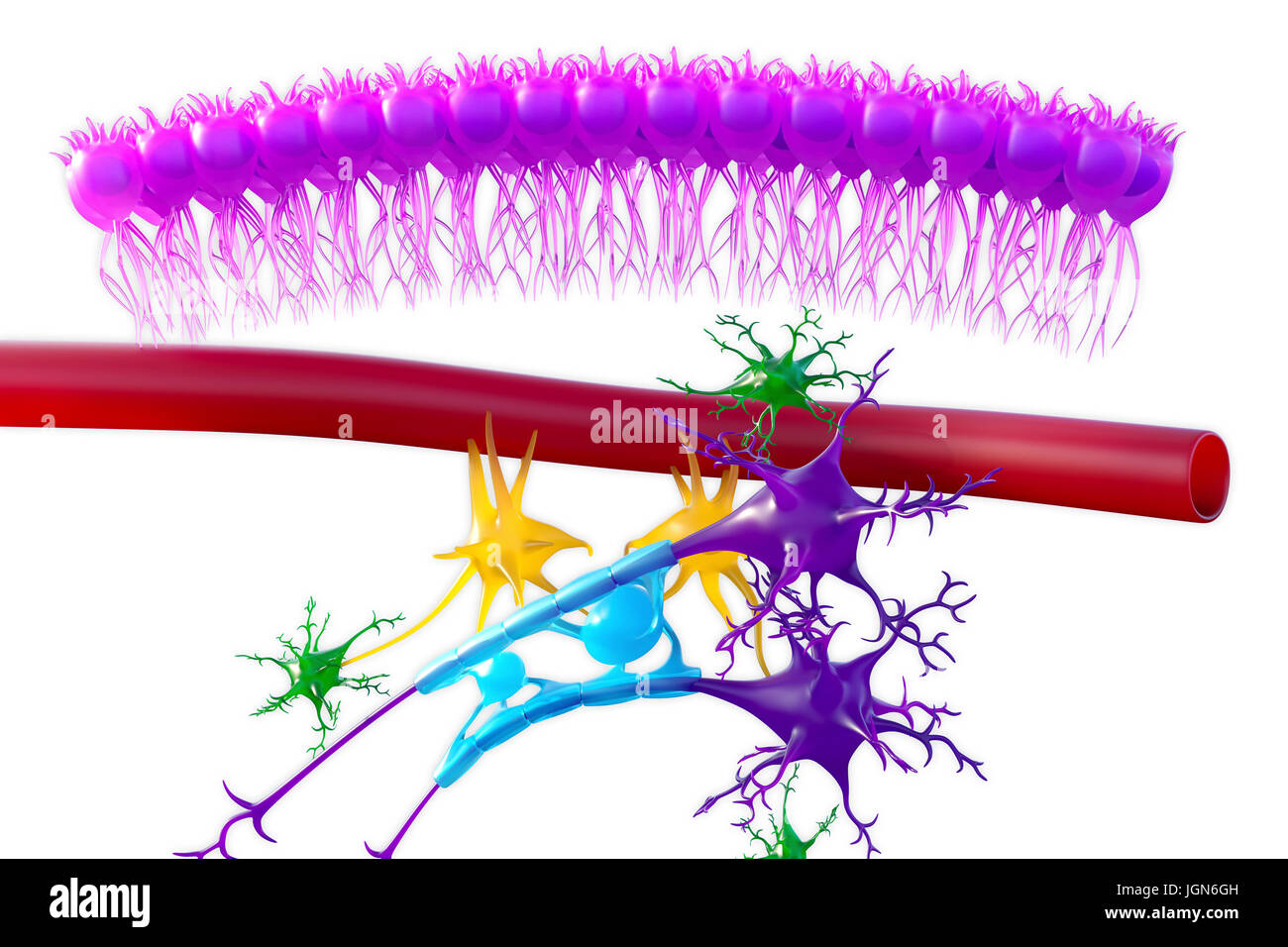 Cervello il tessuto nervoso, illustrazione. Visto qui sono cellule ependimali (rosa), un capillare (rosso), astrociti (verdi), cellule microgliali (giallo) e due cellule nervose (viola scuro) con guaine mieliniche (luce blu) sulla loro assoni. Foto Stock