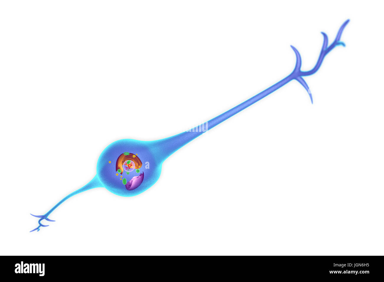 Una cellule gliali che mostra la sua struttura interna. Le cellule gliali forniscono il supporto per i neuroni (cellule nervose). Foto Stock