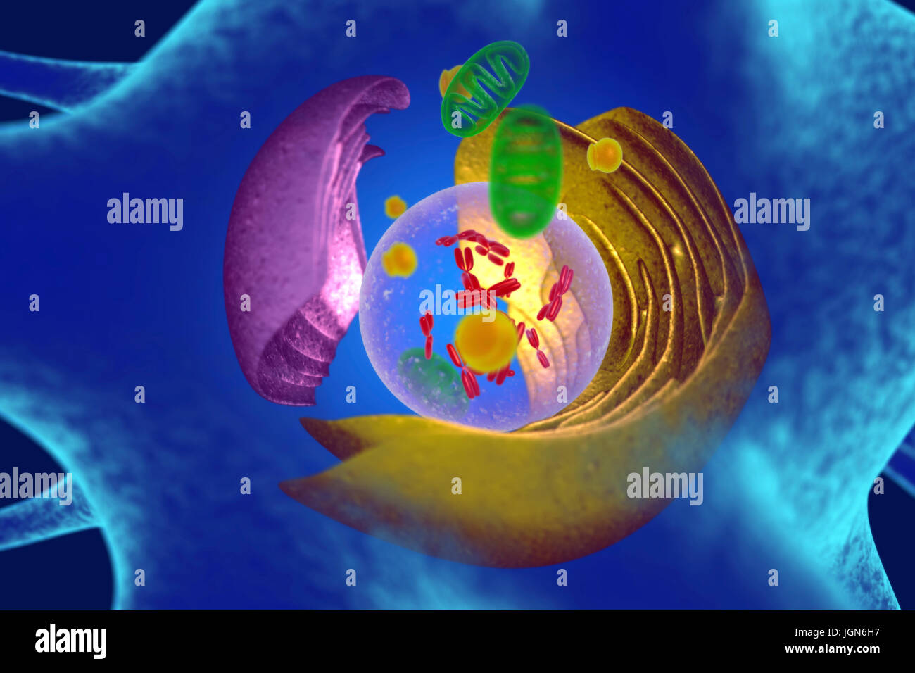 Illustrazione di organelli in una cellula animale. Al centro è il nucleo (trasparente), che contiene i cromosomi (rosso) che trattengono la cellula di informazioni genetiche. Il reticolo endoplasmatico (ER, rosa) è il sito di sintesi lipidica e la produzione di le proteine legate alla membrana. Il corpo del Golgi (giallo) modifica pacchetti e proteine. Mitocondri (verdi) fornire la cella con energia. Foto Stock
