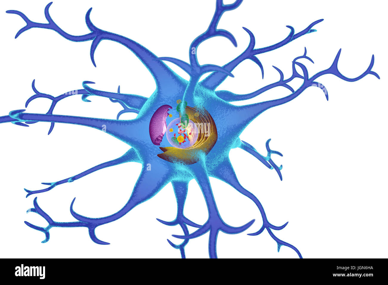 Illustrazione di organelli in una cellula nervosa (neurone). I neuroni di trasmettere informazioni in tutto il sistema nervoso centrale (CNS) e dal CNS al resto del corpo. Al centro è il nucleo (trasparente), che contiene i cromosomi (rosso) che trattengono la cellula di informazioni genetiche. Il reticolo endoplasmatico (ER, rosa) è il sito di sintesi lipidica e la produzione di le proteine legate alla membrana. Il corpo del Golgi (giallo) modifica pacchetti e proteine. Mitocondri (verdi) fornire la cella con energia. Foto Stock