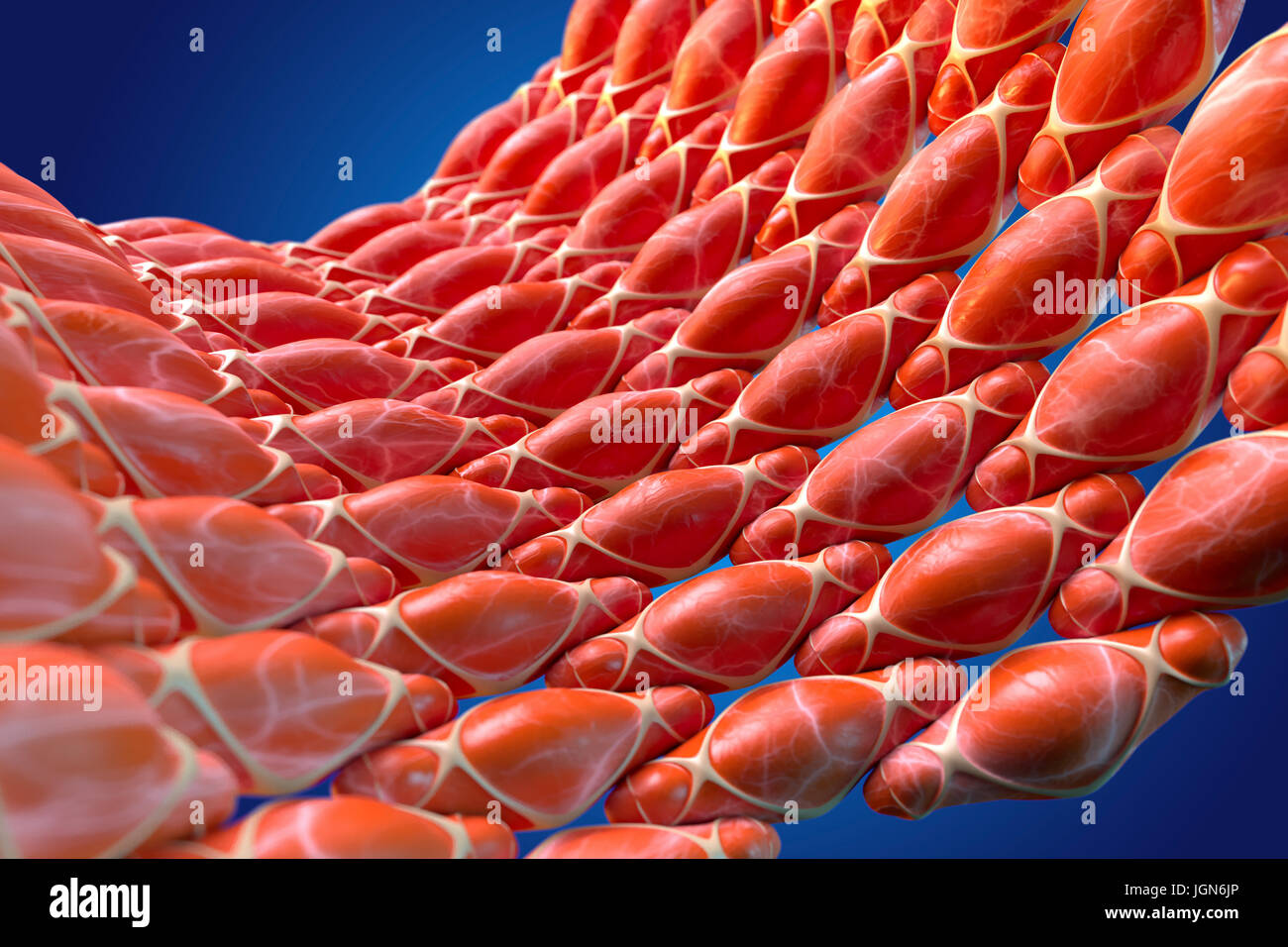 Muscolo liscio, illustrazione. Questo muscolo linee i vasi sanguigni, il tratto digestivo e del tratto genitourinario. Foto Stock