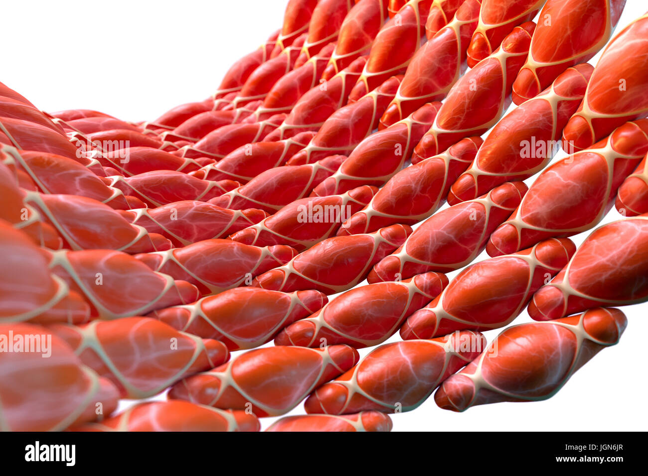 Muscolo liscio, illustrazione. Questo muscolo linee i vasi sanguigni, il tratto digestivo e del tratto genitourinario. Foto Stock