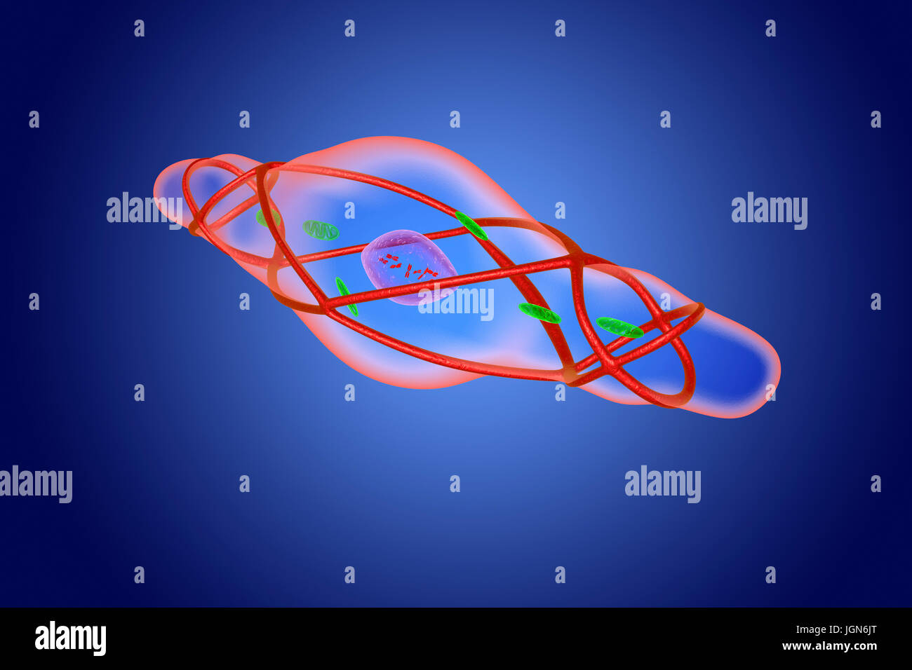 Contratti di cellule di muscolo liscio, illustrazione. Questo muscolo linee i vasi sanguigni, il tratto digestivo e del tratto genitourinario. Foto Stock