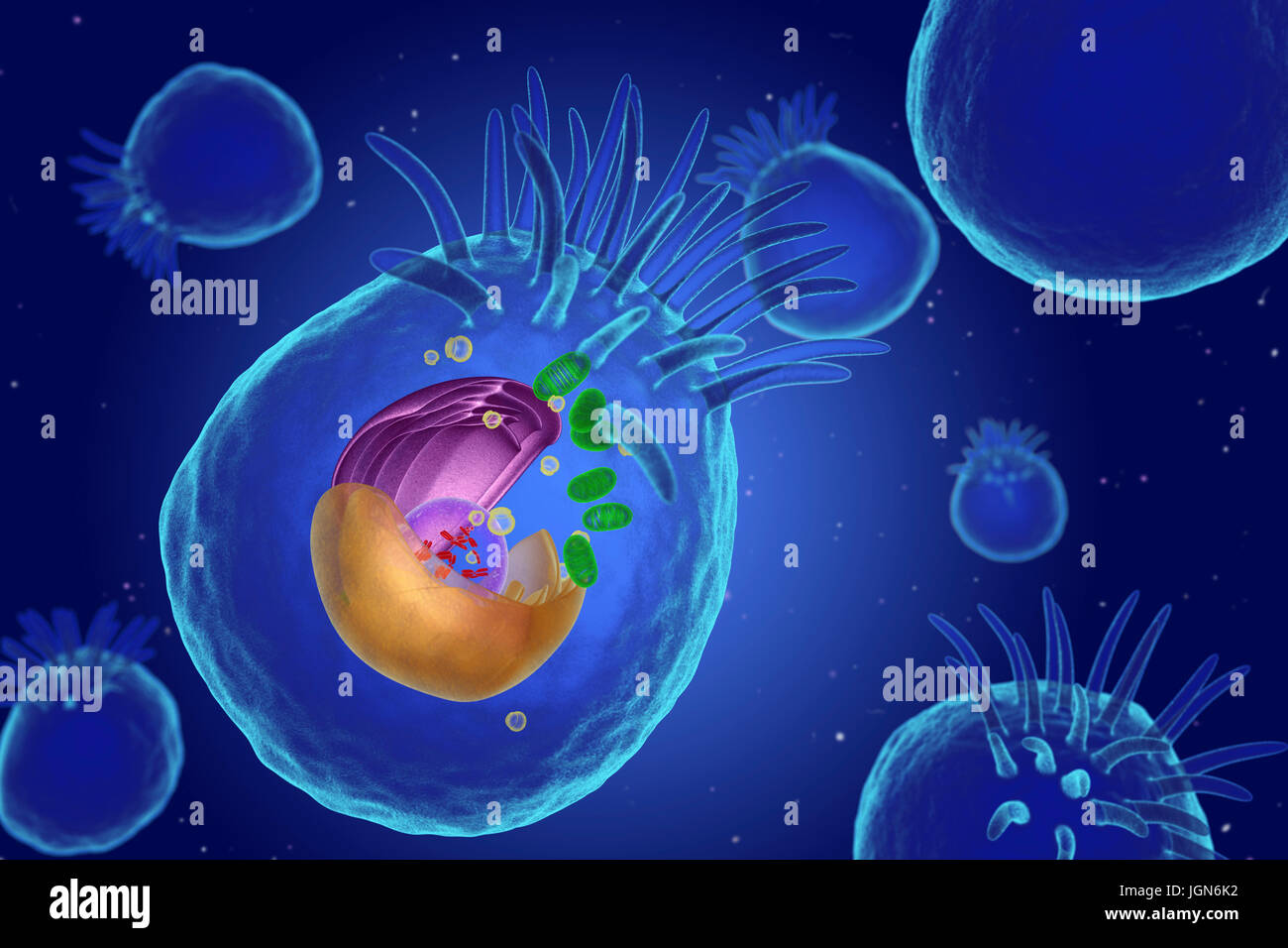 Illustrazione di organelli in una cellula animale. Al centro è il nucleo (trasparente), che contiene i cromosomi (rosso) che trattengono la cellula di informazioni genetiche. Il reticolo endoplasmatico (ER, rosa) è il sito di sintesi lipidica e la produzione di le proteine legate alla membrana. Il corpo del Golgi (giallo) modifica pacchetti e proteine. Mitocondri (verdi) fornire la cella con energia. Ciglia (dita) spostare particelle sull'esterno della cellula. Foto Stock