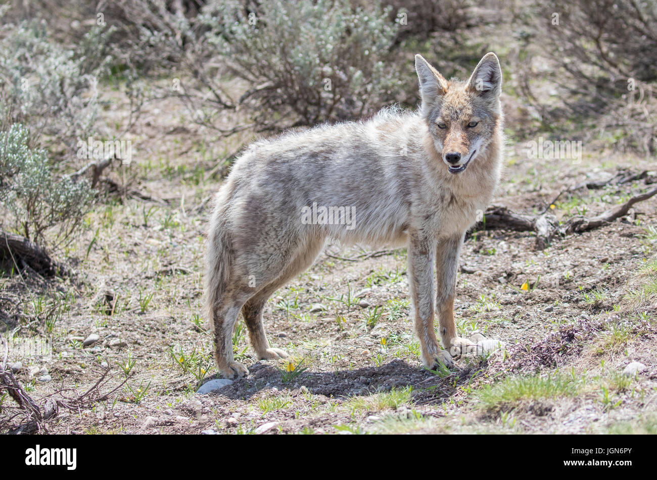 Luce colorata coyote in piedi in erba nel parco Foto Stock