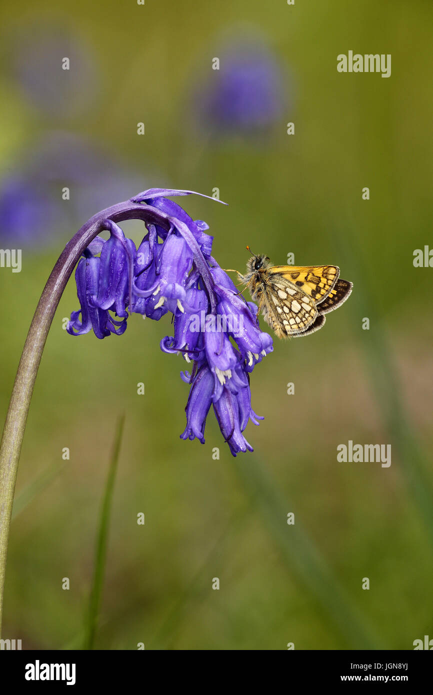 Skipper a scacchi, Carterocephalus palameon, appollaiato sul fiore Bluebell Hyacinthoides non scripta Foto Stock