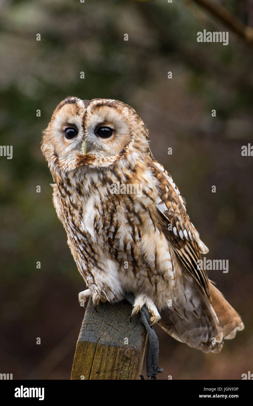 Allocco (Strix aluco) su un cartello in legno post nella campagna inglese - Regno Unito Foto Stock