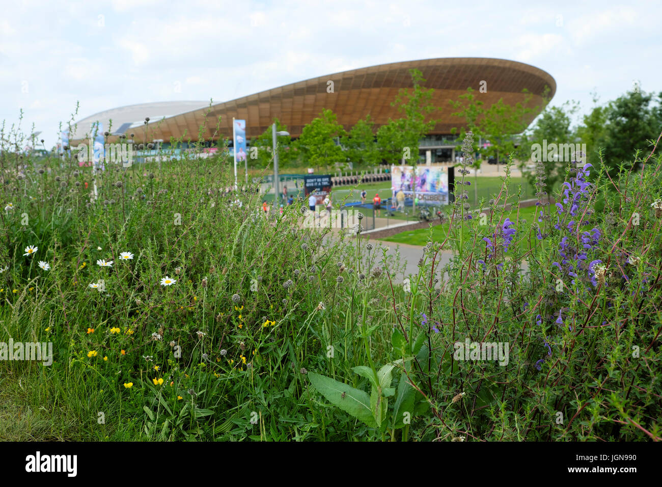 Fiori selvatici fioriscono nel giardino di giugno al Queen Elizabeth Olympic Park Velodrome ciclabile luogo a Stratford, Newham East London Inghilterra Regno Unito KATHY DEWITT Foto Stock