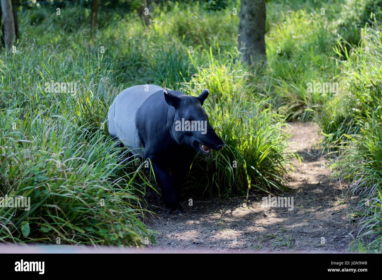 Il tapiro indiano, Port Lympne Safari Park Foto Stock