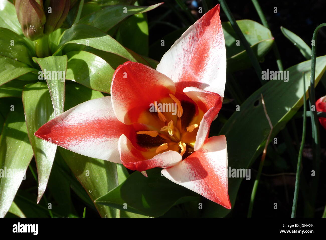 Stripey tulip Foto Stock