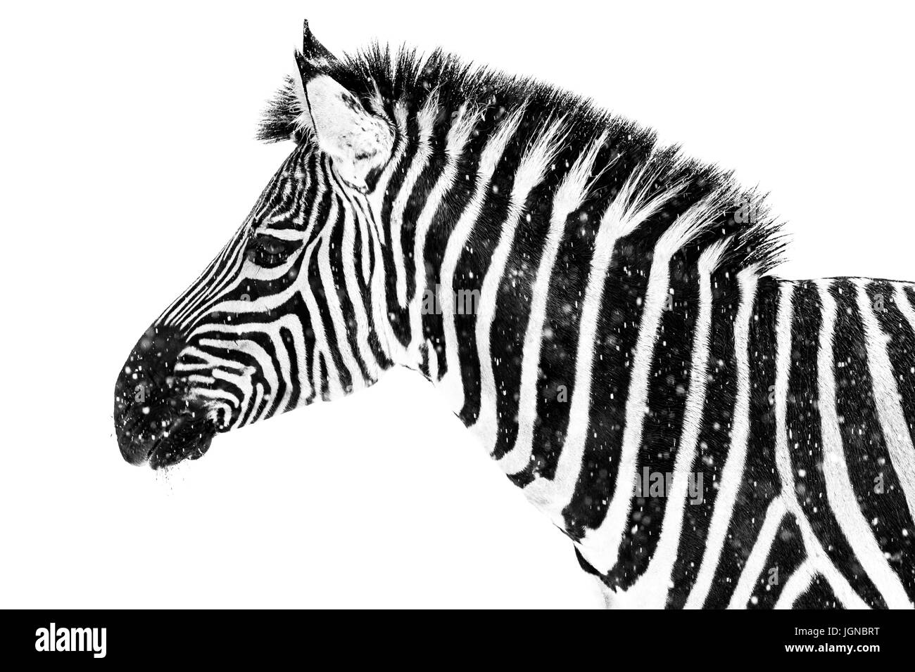 Ritratto di profilo di una pianura Zebra contro uno sfondo bianco Foto Stock