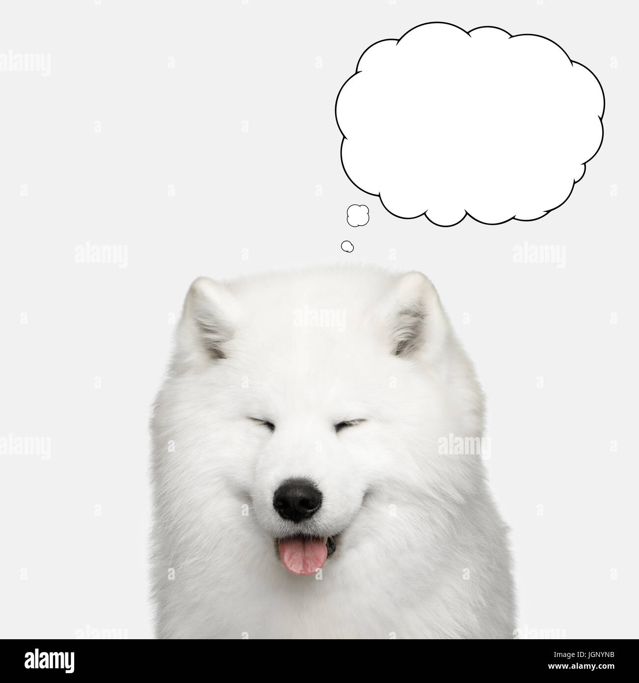 Samoiedo cane isolato su sfondo bianco Foto Stock