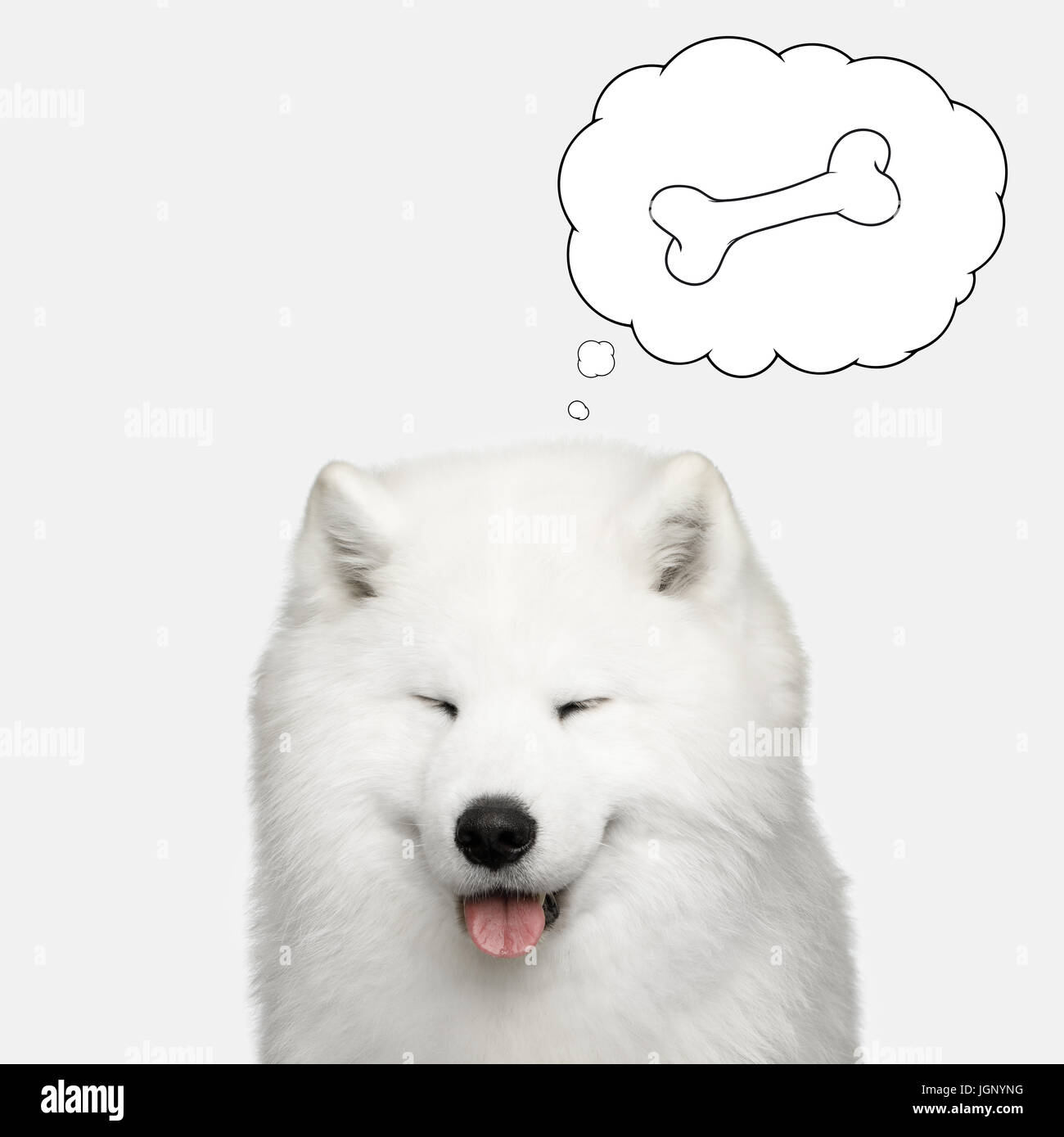 Samoiedo cane isolato su sfondo bianco Foto Stock
