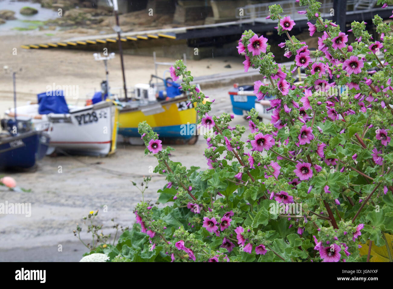 Le barche nel porto di Sennen Cove, Cornwall, Regno Unito Foto Stock