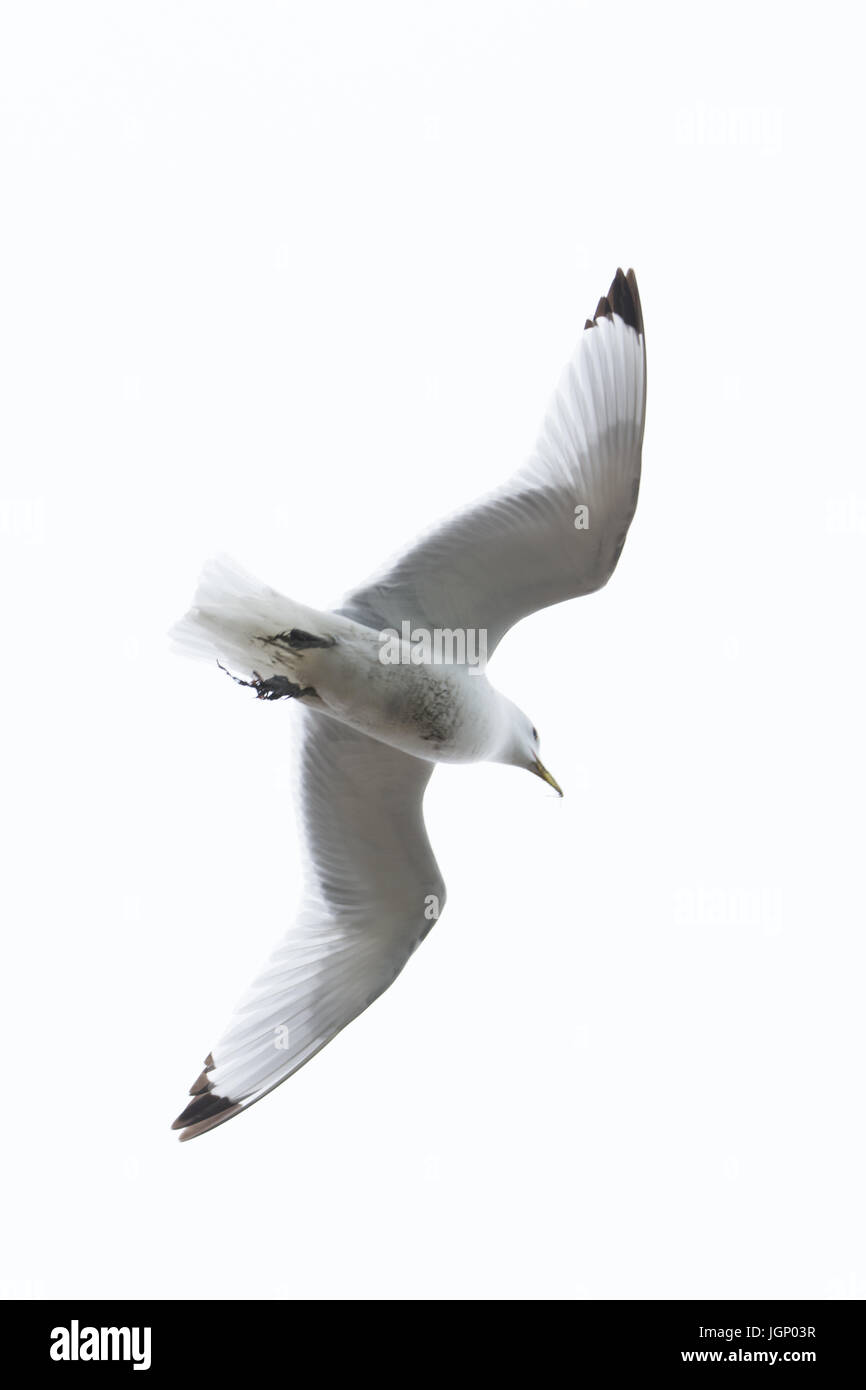 Kittiwake, Rissa tridactyla in volo Foto Stock