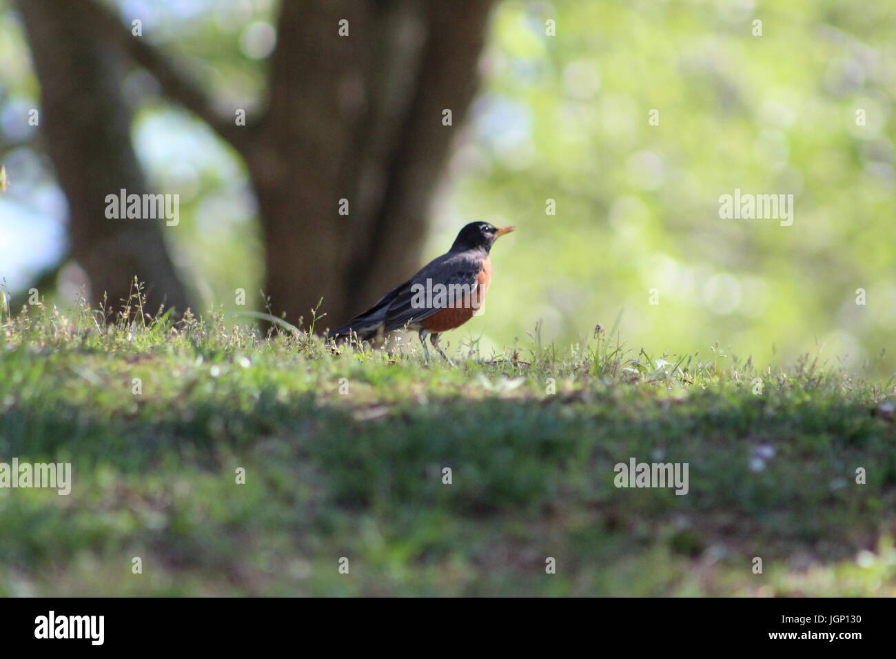 Bird in riva al lago Foto Stock