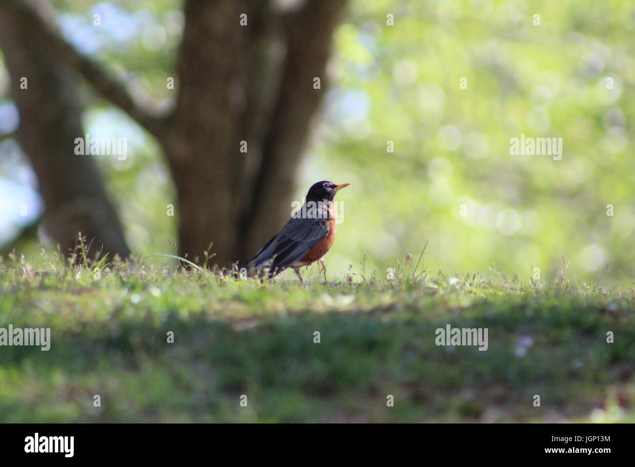 Bird in riva al lago Foto Stock