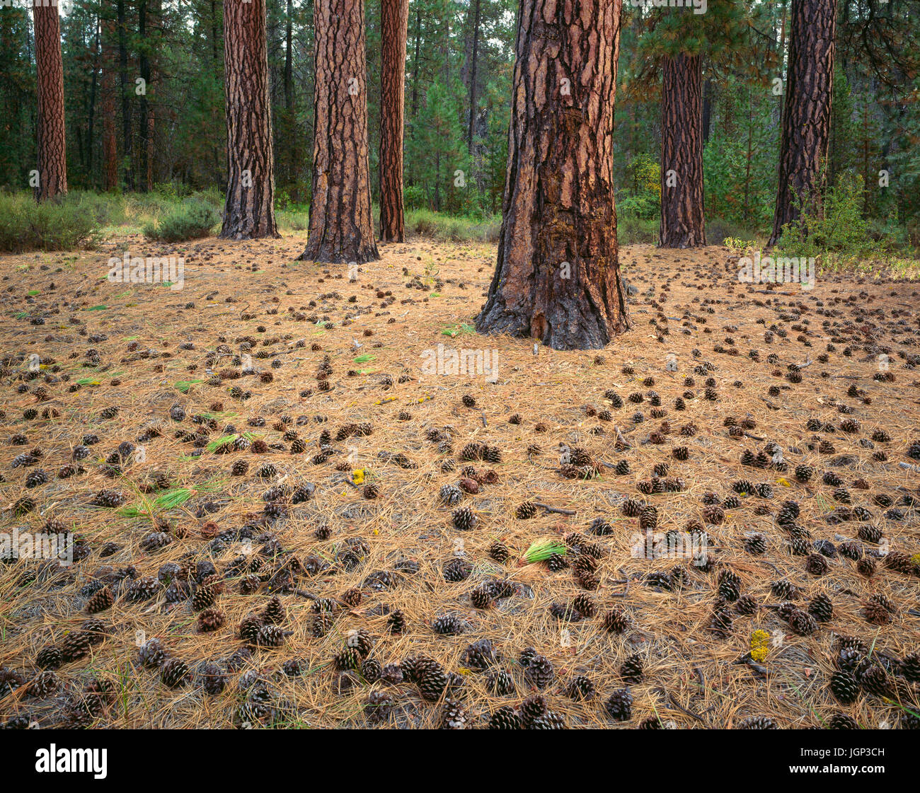 Stati Uniti d'America, Oregon, Newberry nazionale monumento vulcanico, coni, gli aghi e le linee colorate della ponderosa pine trees. Foto Stock