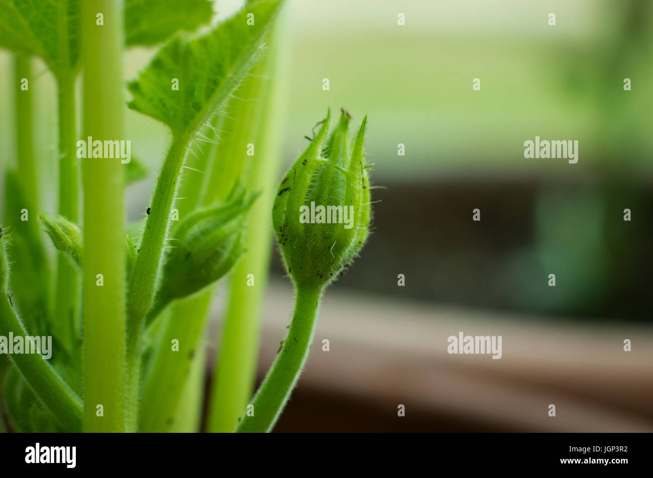 Close-up di vasi di piante di zucchine inizio a fiore Foto Stock