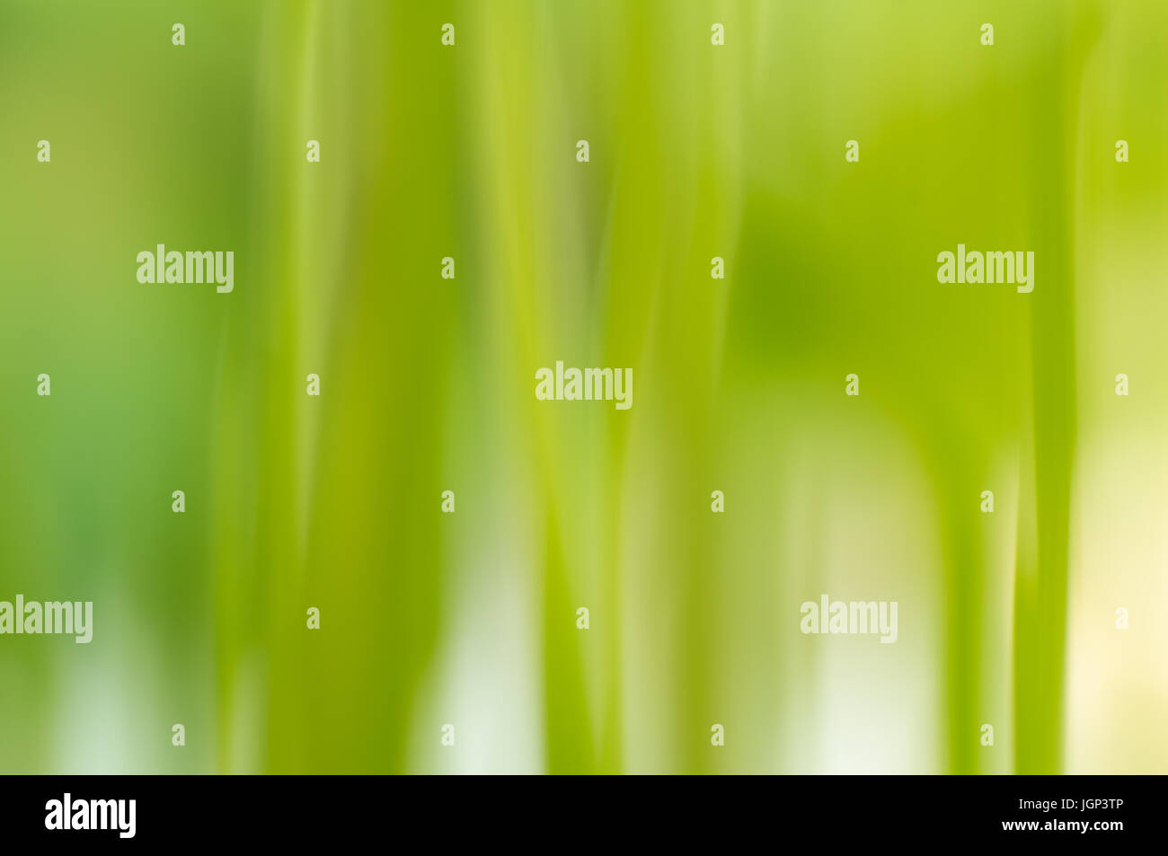 Abstract sullo sfondo di una pianta di zucchine con un movimento verticale la sfocatura Foto Stock