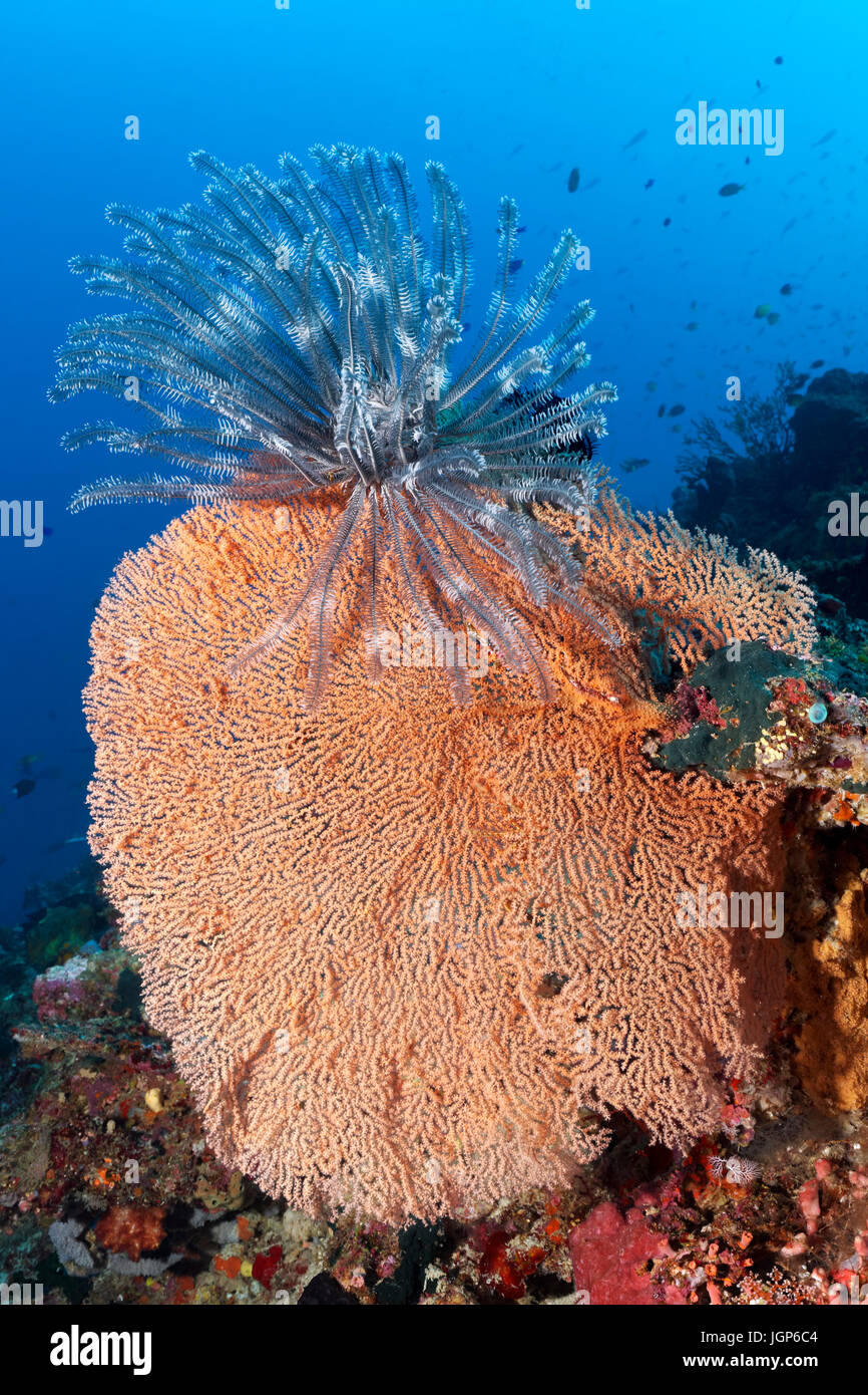 Feather star (Dichrometra flagellata) seduto sul corallo rosso (Acabaria splendens), Palawan Mimaropa, lago di Sulu, Pacific Foto Stock