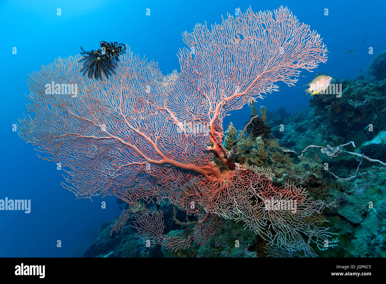 Feather star (Comantula rotalarius) seduto sul soft coral (Annella mollis), golden castagnole (Amblyglyphidodon aureus), Palawan Foto Stock