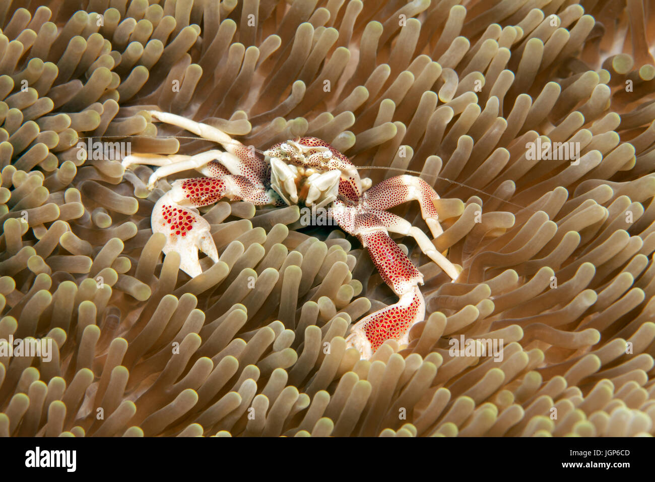Il granchio di porcellana (Neopetrolisthes maculatus) sul mare (anemone Actiniaria), Palawan Mimaropa, lago di Sulu, Oceano Pacifico, Filippine Foto Stock