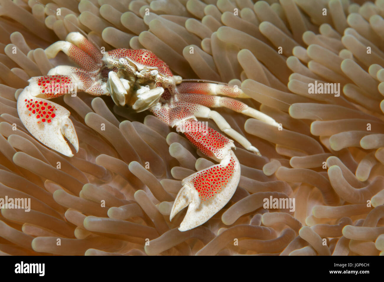 Il granchio di porcellana (Neopetrolisthes maculatus) sul mare (anemone Actiniaria), Palawan Mimaropa, lago di Sulu, Oceano Pacifico, Filippine Foto Stock