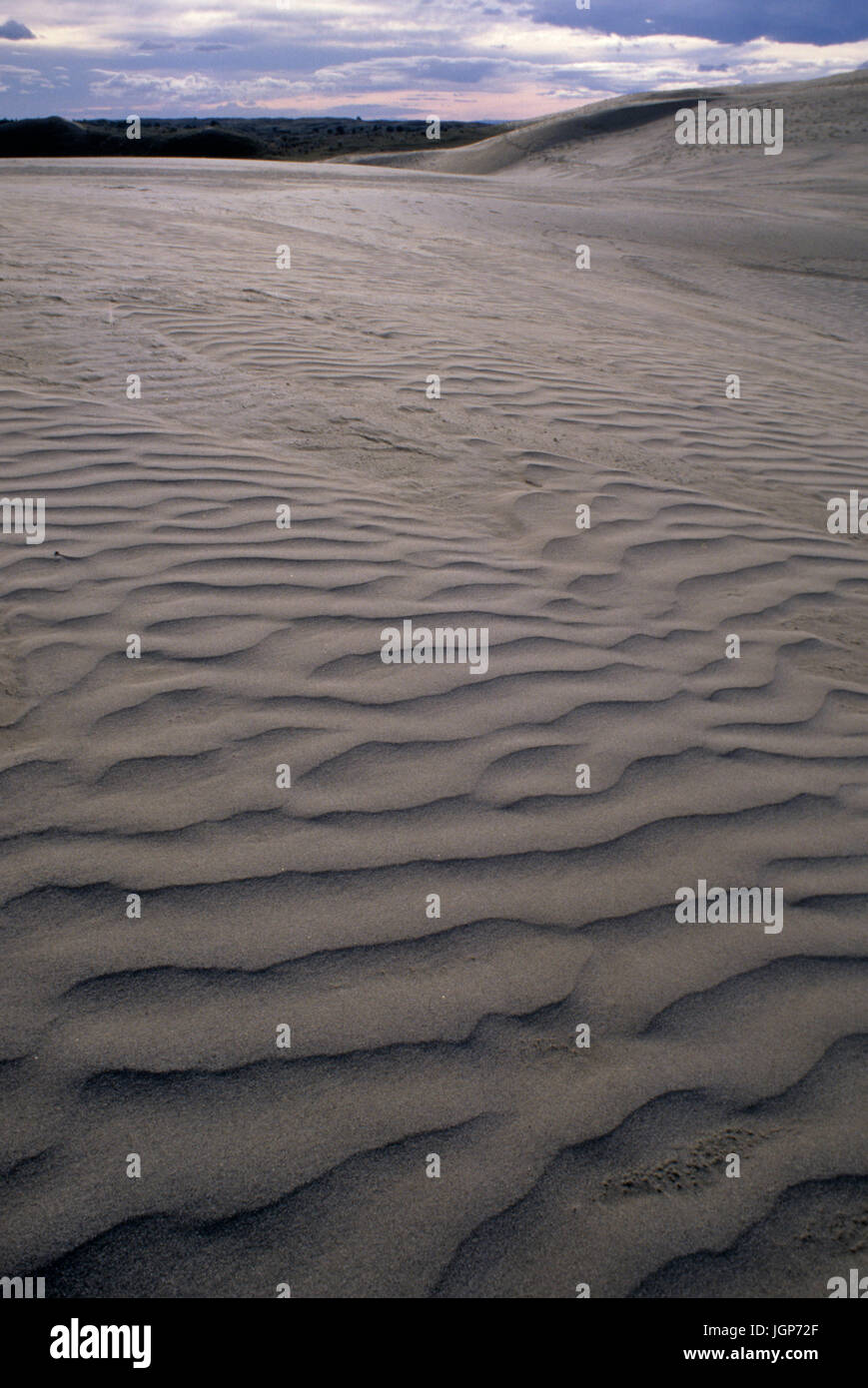 Dune, Ginepro Dune deserto, Washington Foto Stock