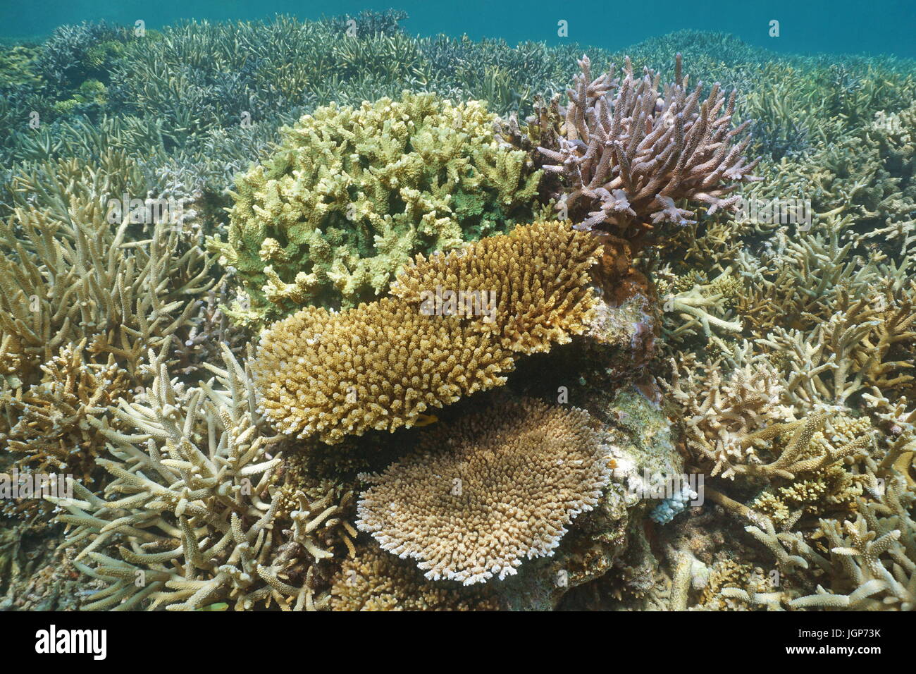Coralli underwater su una scogliera di sano nella laguna del Grande Terre isola, oceano pacifico del sud, Nuova Caledonia, Oceania Foto Stock