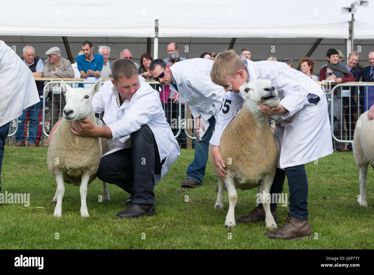 Giudice di prendere una buona occhiata a Cheviot pecore presso il Royal Highland Show, Edimburgo, Scozia, Regno Unito Foto Stock