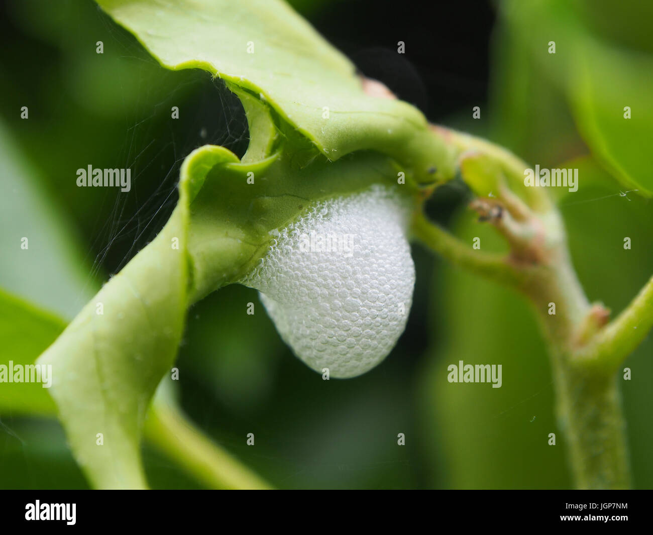 Il cuculo allo spiedo, causata da froghopper ninfe, Philaenus spumarius Foto Stock
