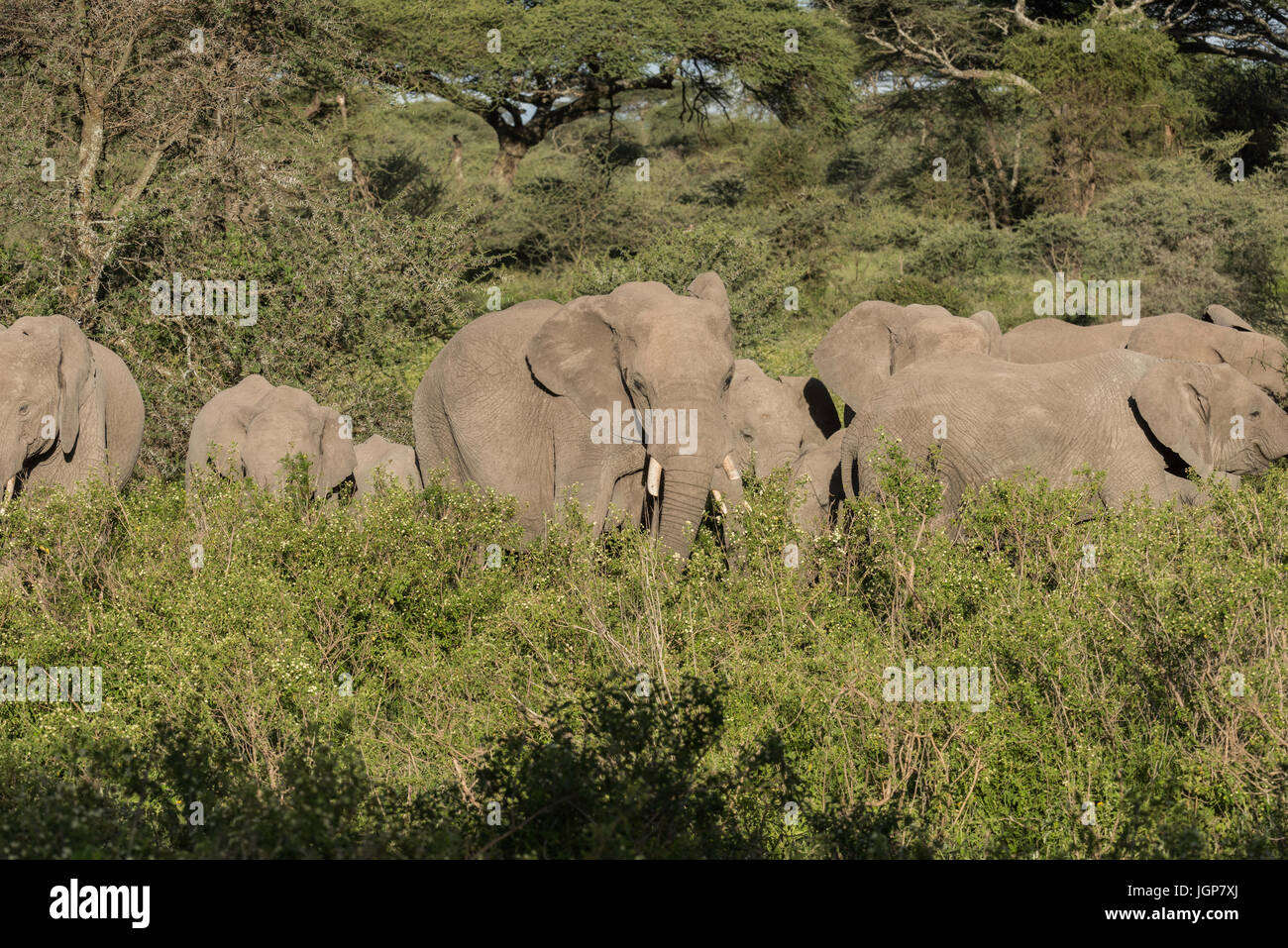 Famiglia di elefante, Tanzania Foto Stock