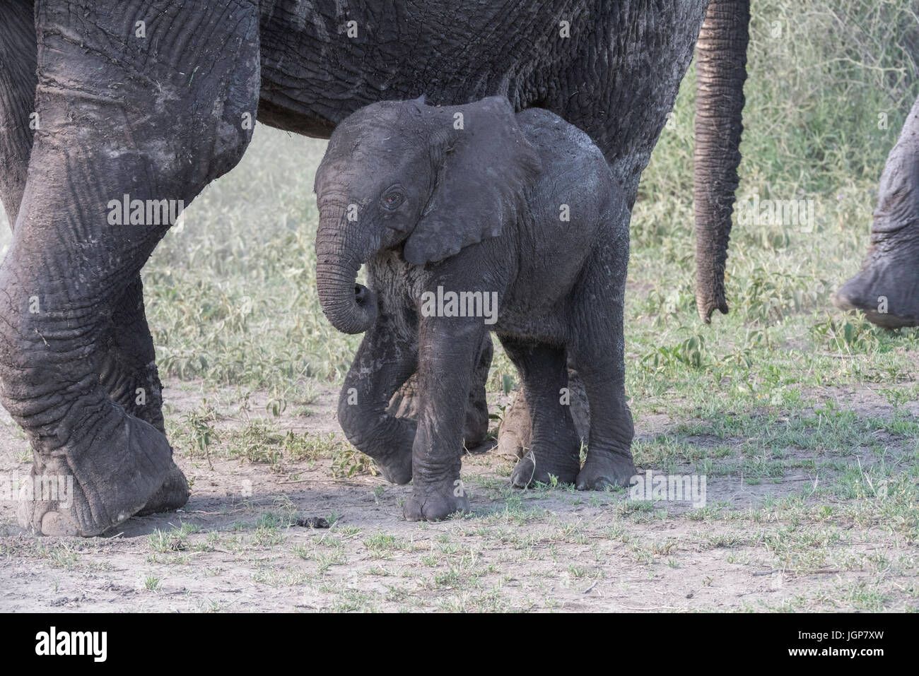 Baby Elephant, Tanzania Foto Stock