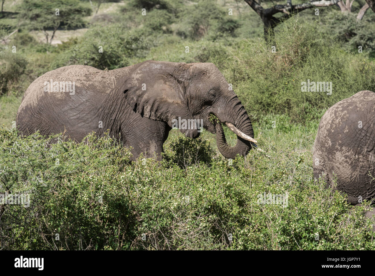 Elephant mangiare, Tanzania Foto Stock