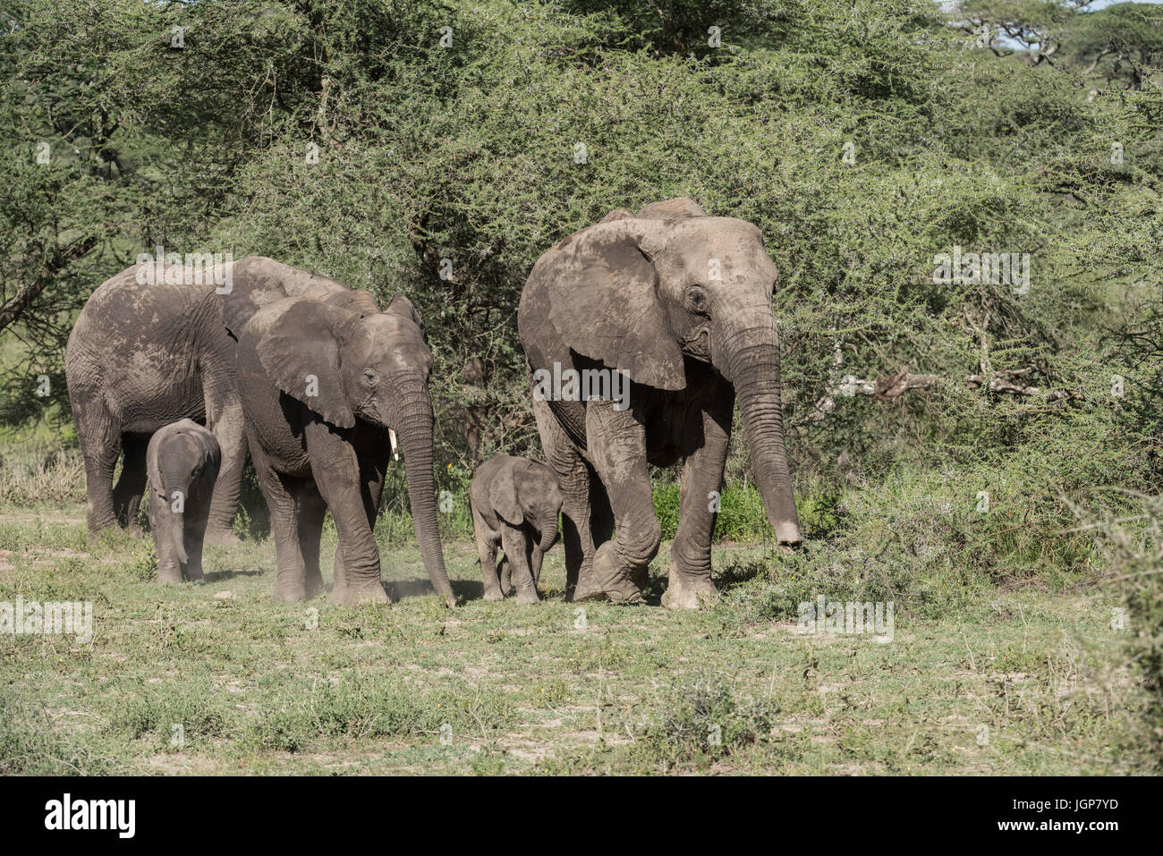 Famiglia di elefante, Ngorongoro Conservation Area, Tanzania Foto Stock