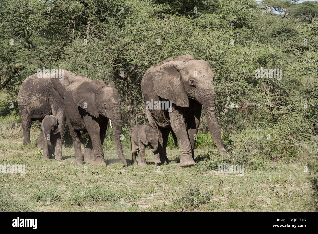 Famiglia di elefante, Ngorongoro Conservation Area, Tanzania Foto Stock