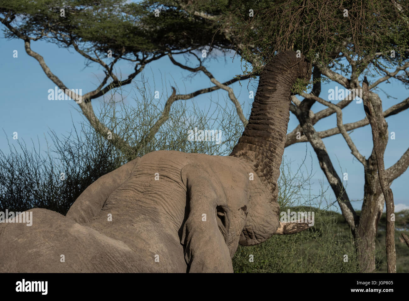 Elephant mangiare, Tanzania Foto Stock