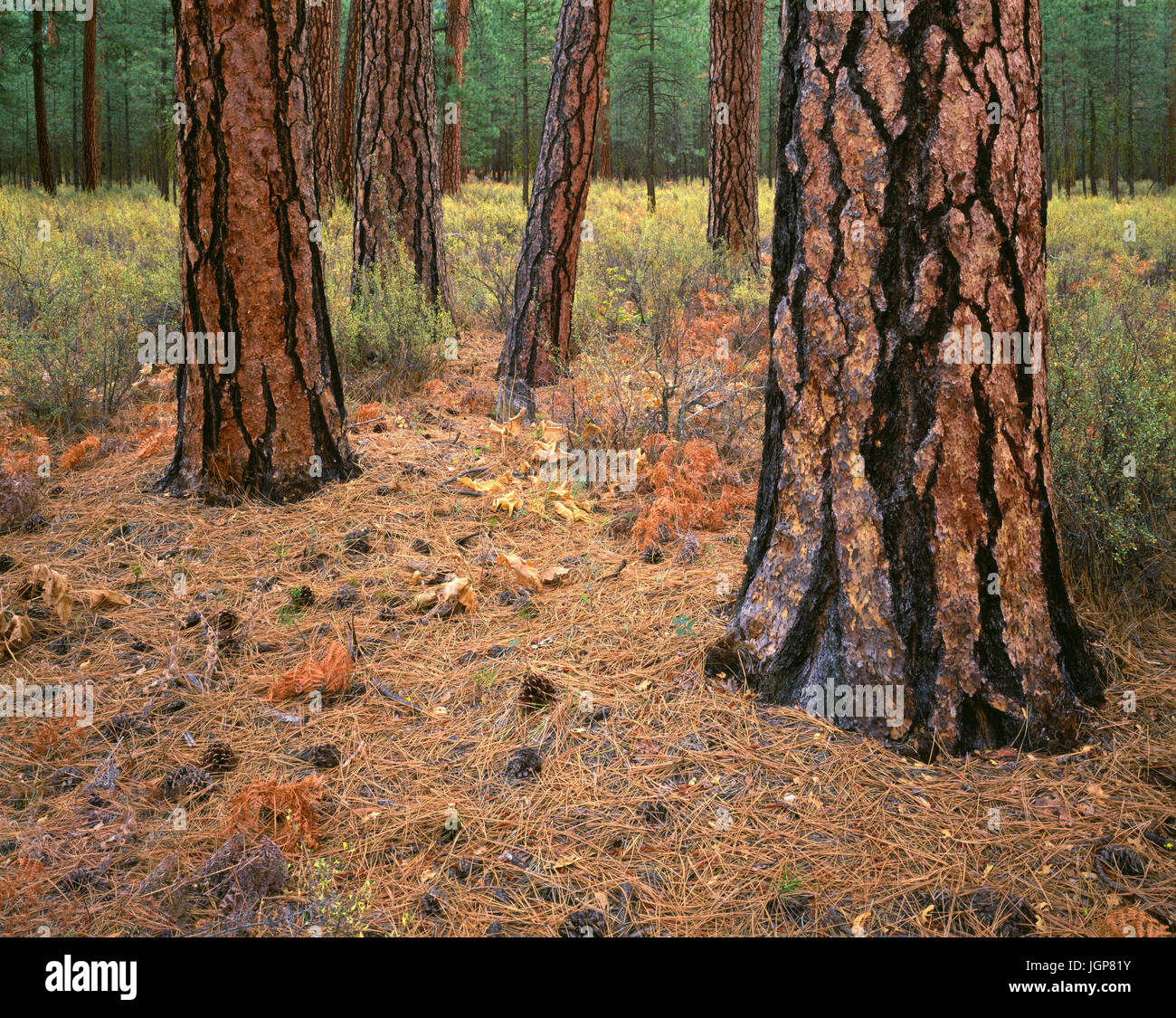 Stati Uniti d'America, Oregon, Deschutes National Forest, tronchi di coppia ponderosa pine in autunno; Metolius Valley. Foto Stock