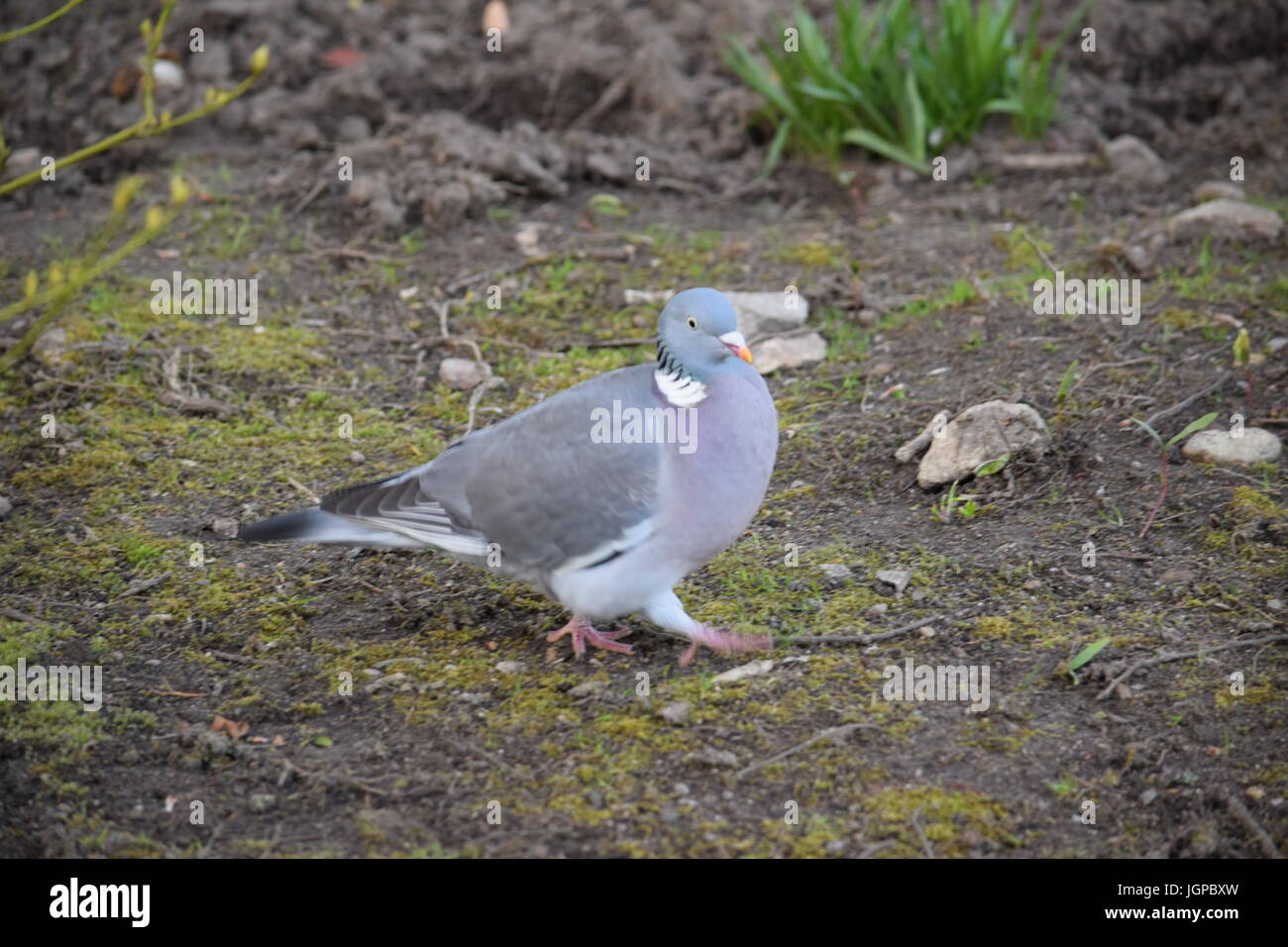 Strutting pigeon Foto Stock