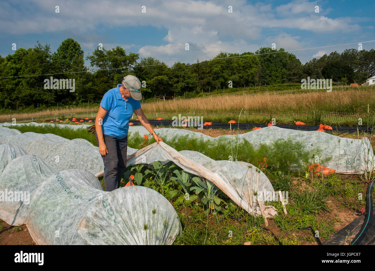 Agricoltore lavora sul campo con tessuto colture coperte Foto Stock