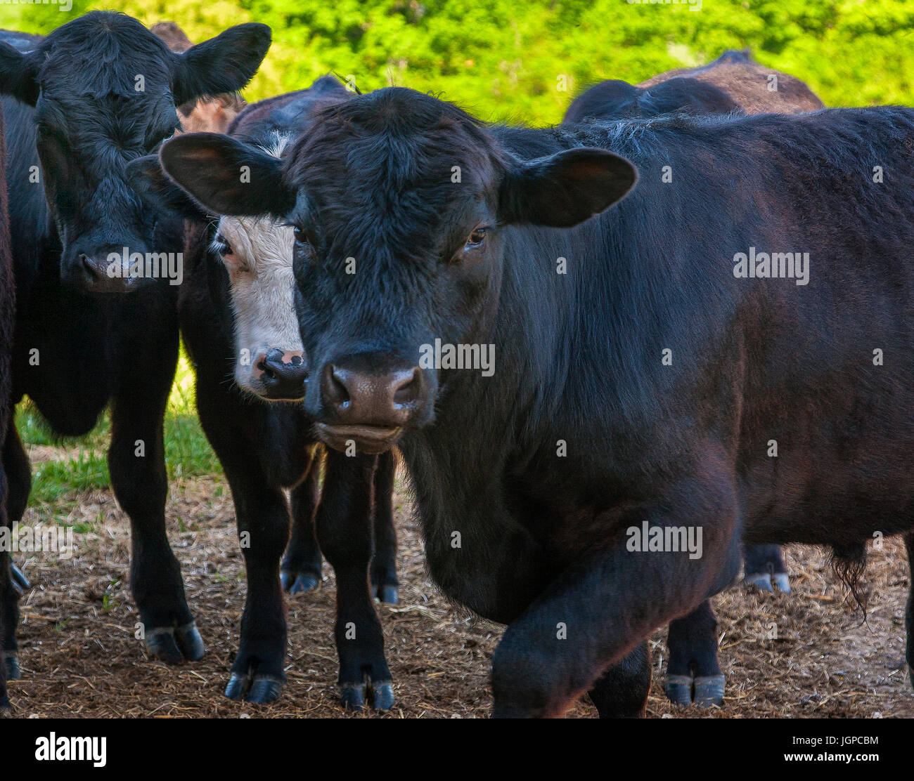 Natura morta Foto Stock